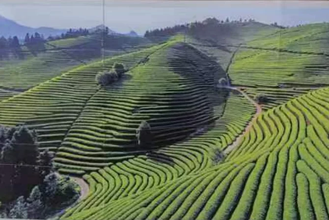 北苑御茶